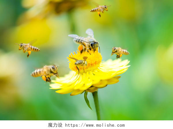 一群蜜蜂雏菊的花朵上